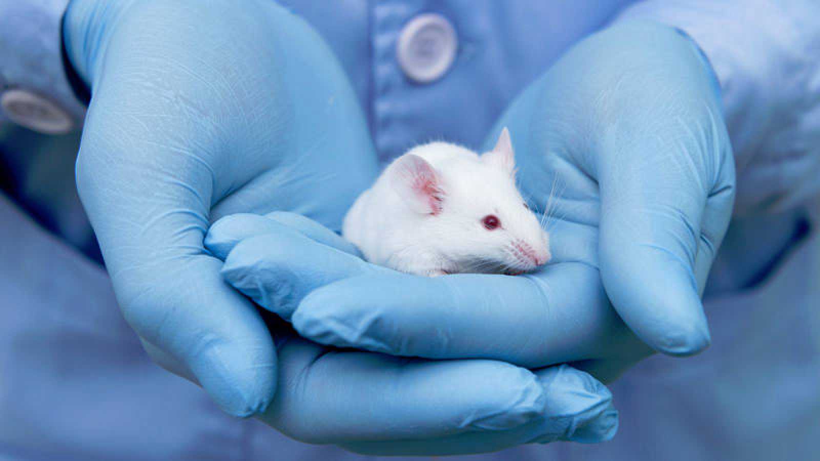 Experimentación animal: desmintiendo mitos